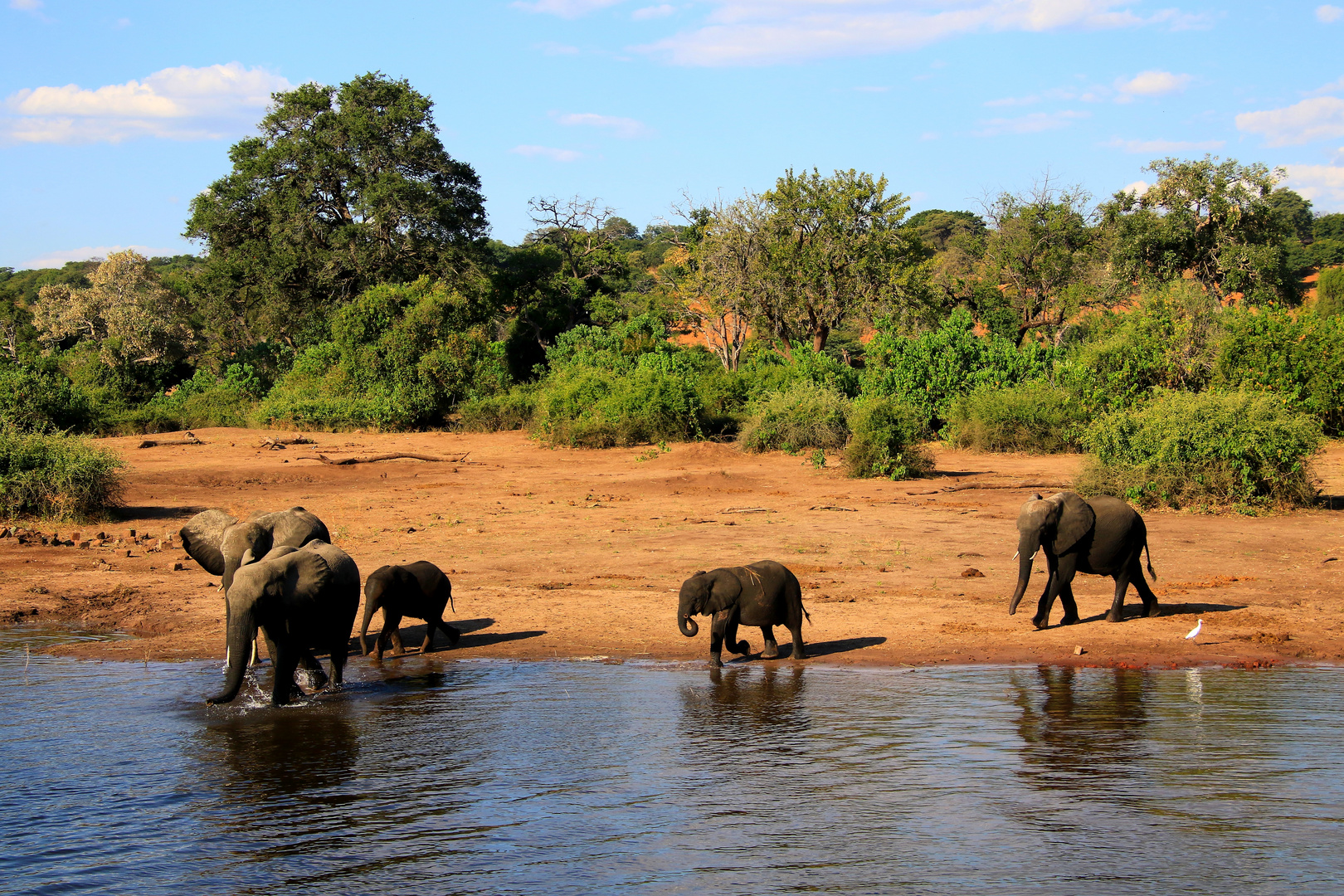 Kleine Elefantenherde im Chobe