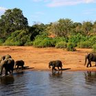 Kleine Elefantenherde im Chobe