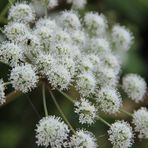 Kleine Entdeckung am Ewaldsee in Herten