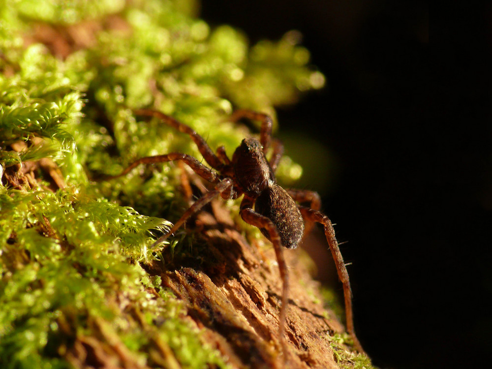 kleine Entdeckung auf dem Waldboden