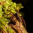 kleine Entdeckung auf dem Waldboden