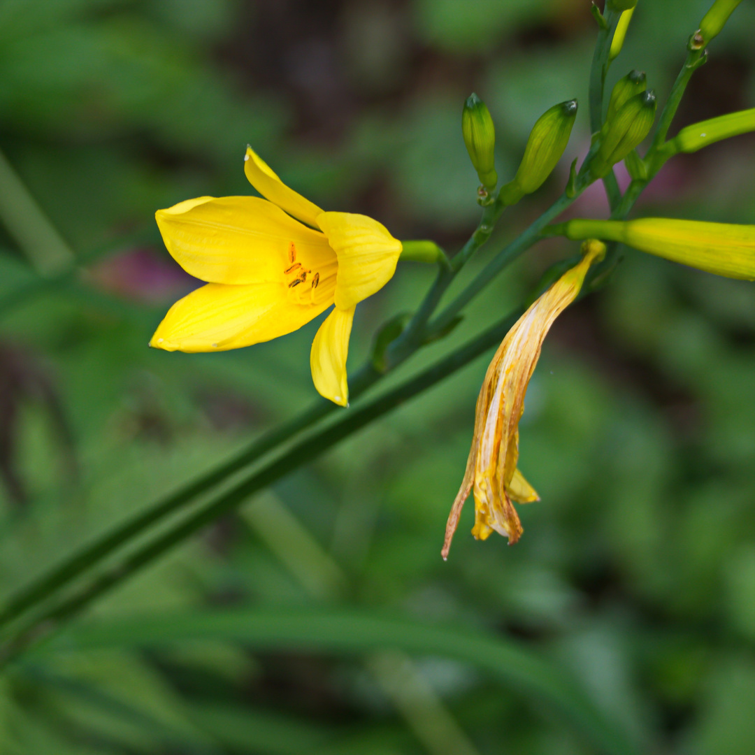 kleine Entdeckung in der Natur