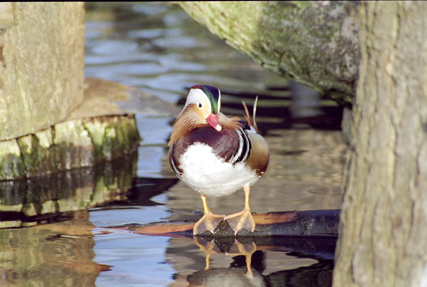 kleine Ente