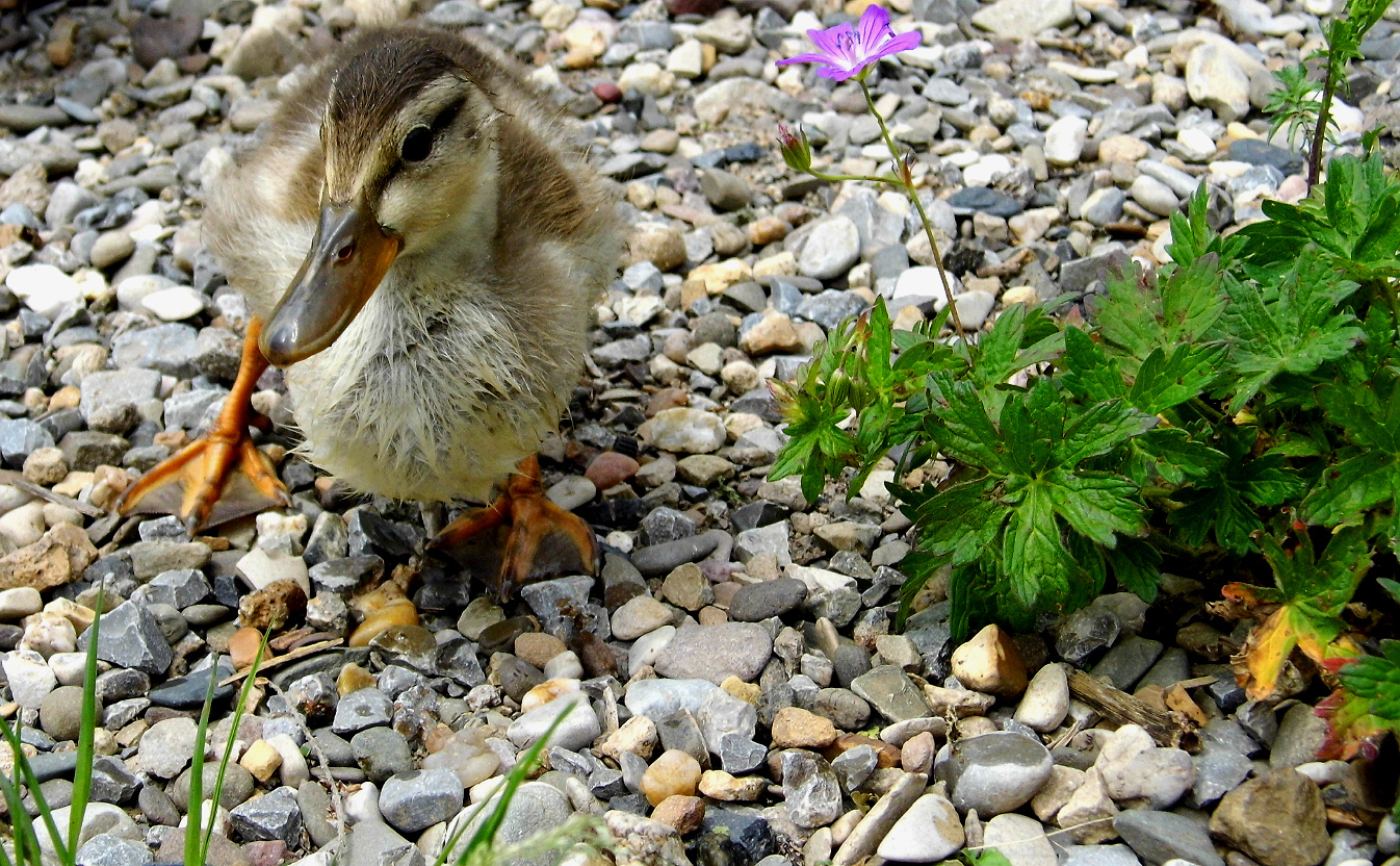 Kleine Ente