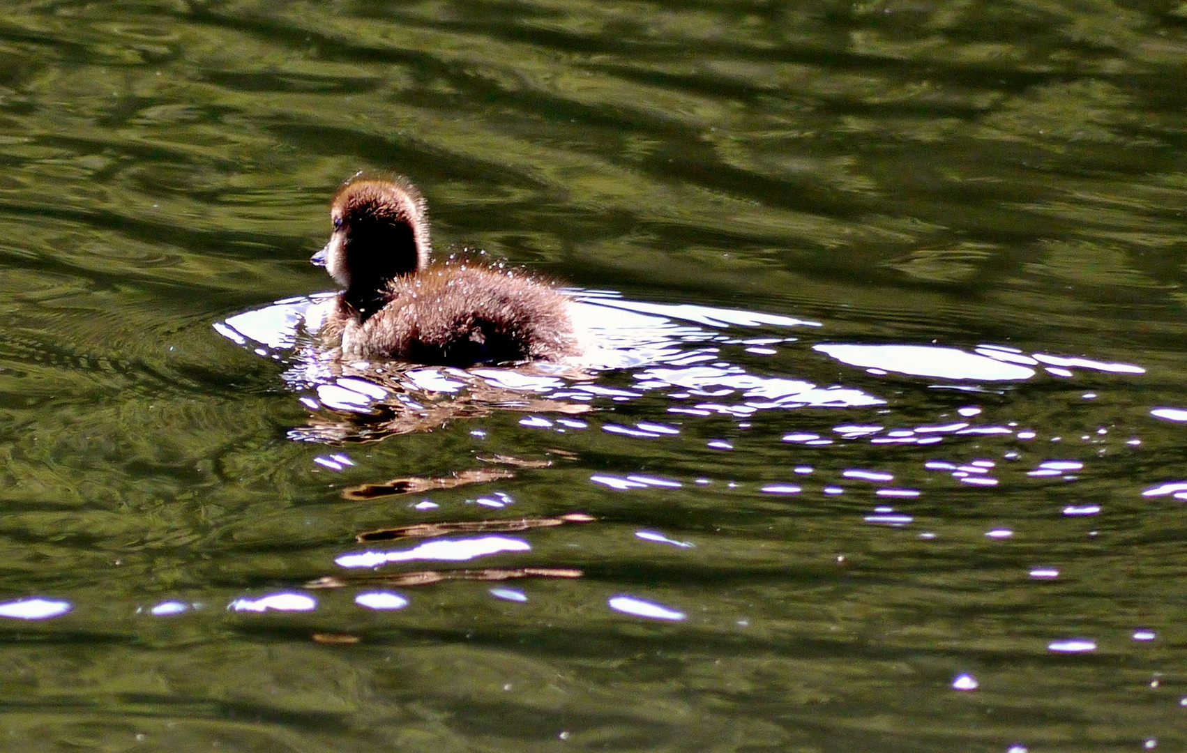 kleine Ente