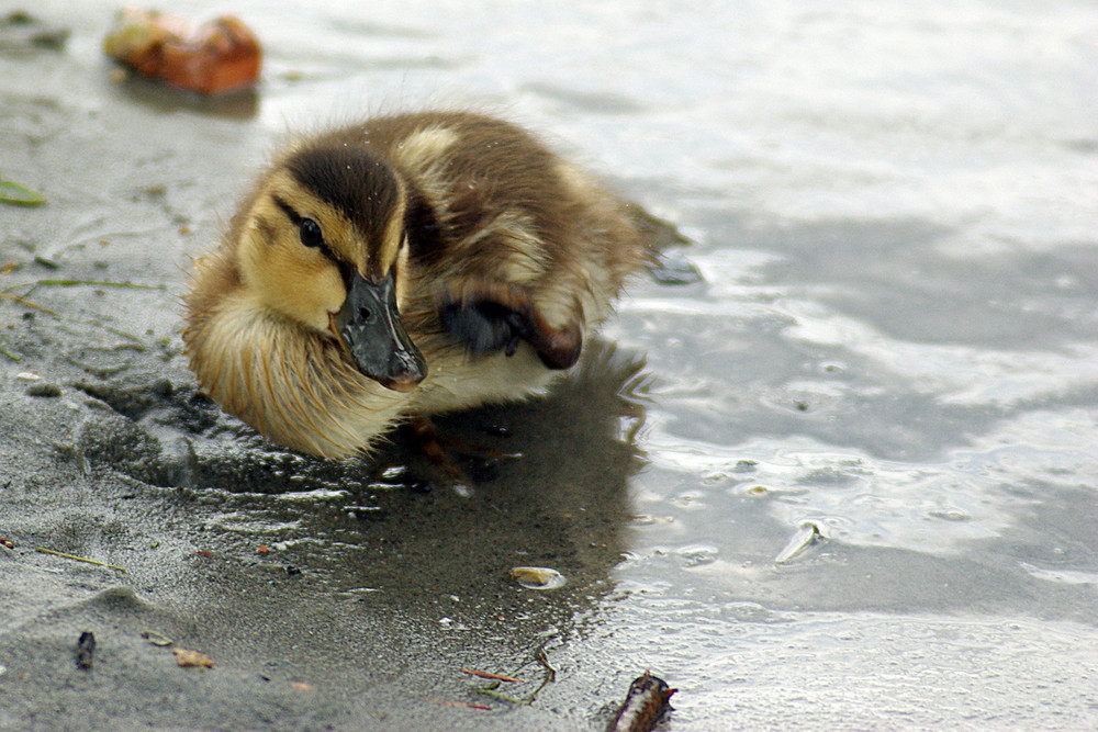 kleine Ente 2