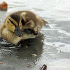 kleine Ente 2