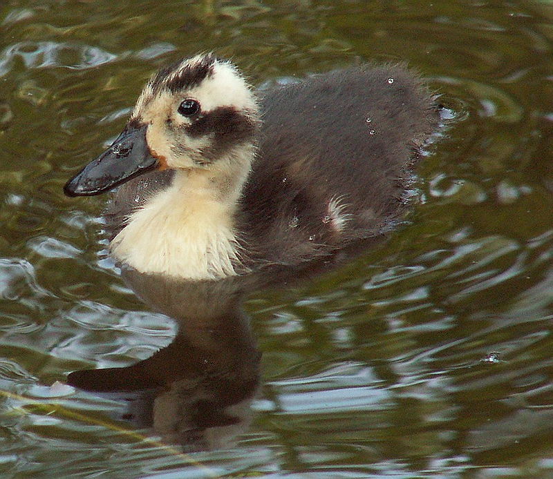 kleine Ente