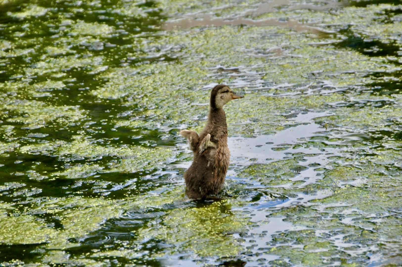 Kleine Ente