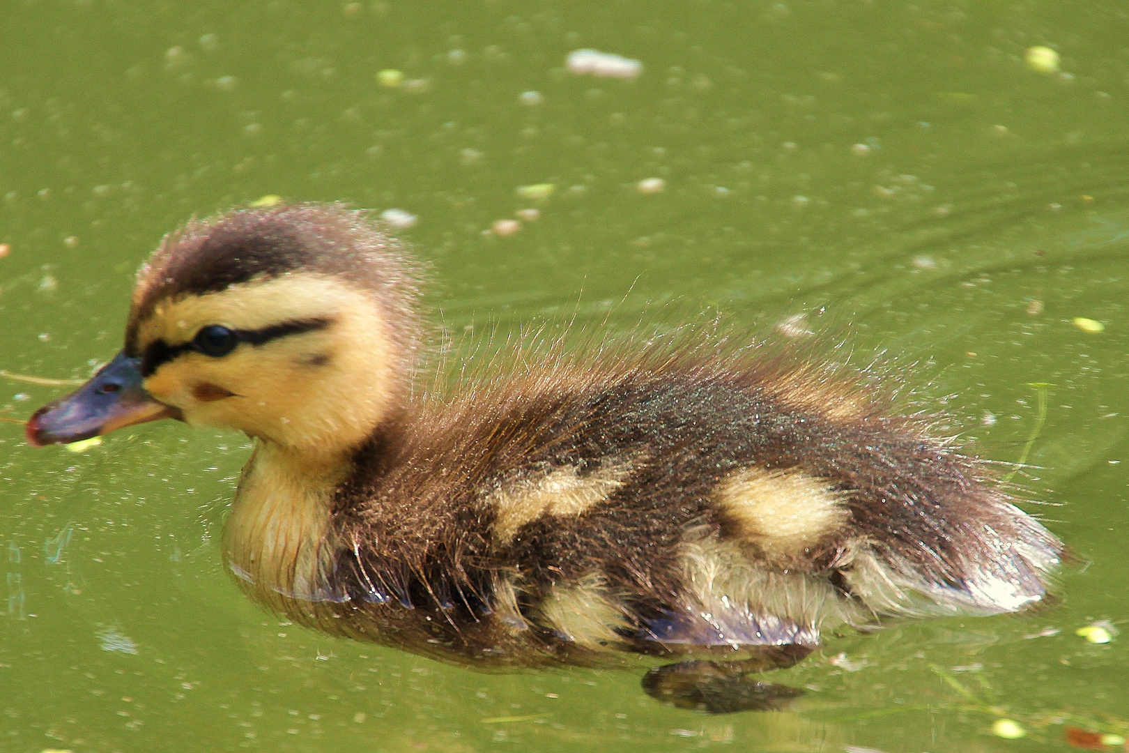 kleine Ente