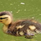 kleine Ente