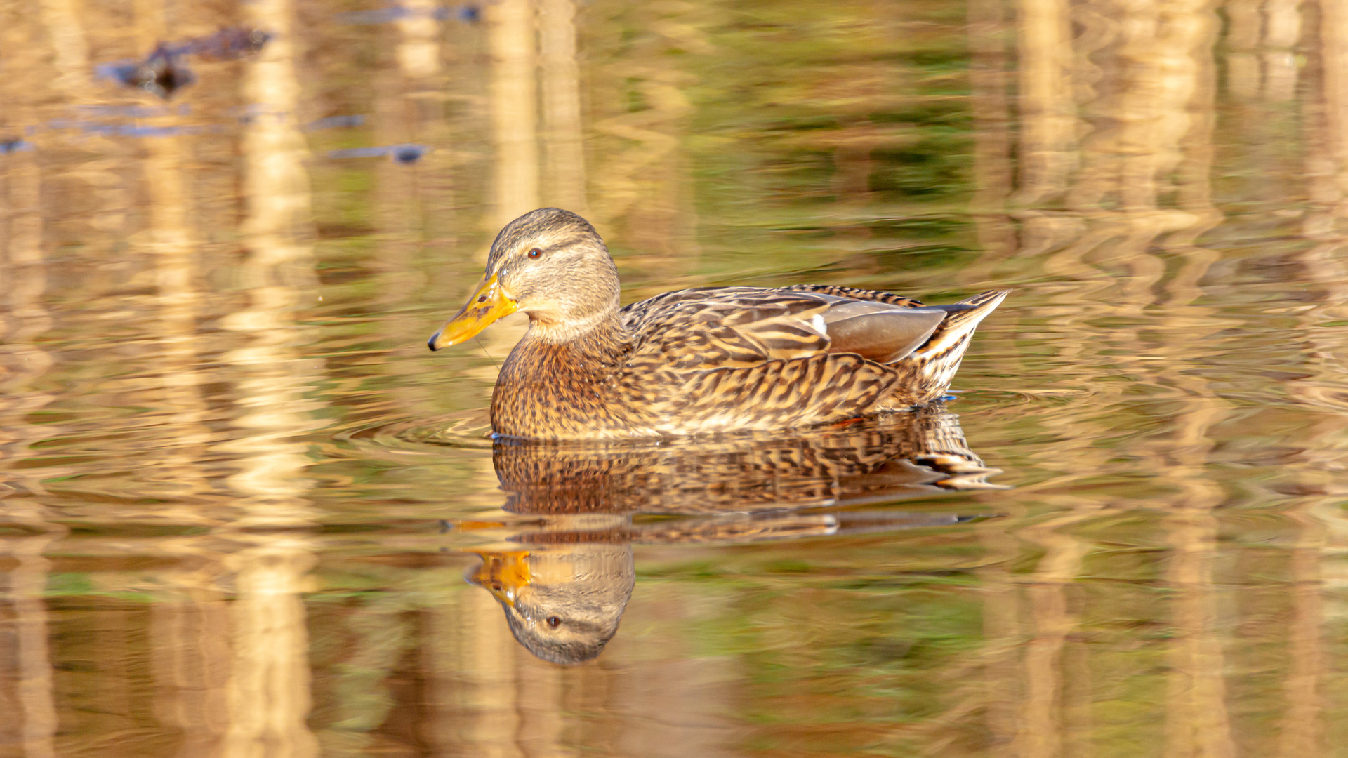 kleine Ente