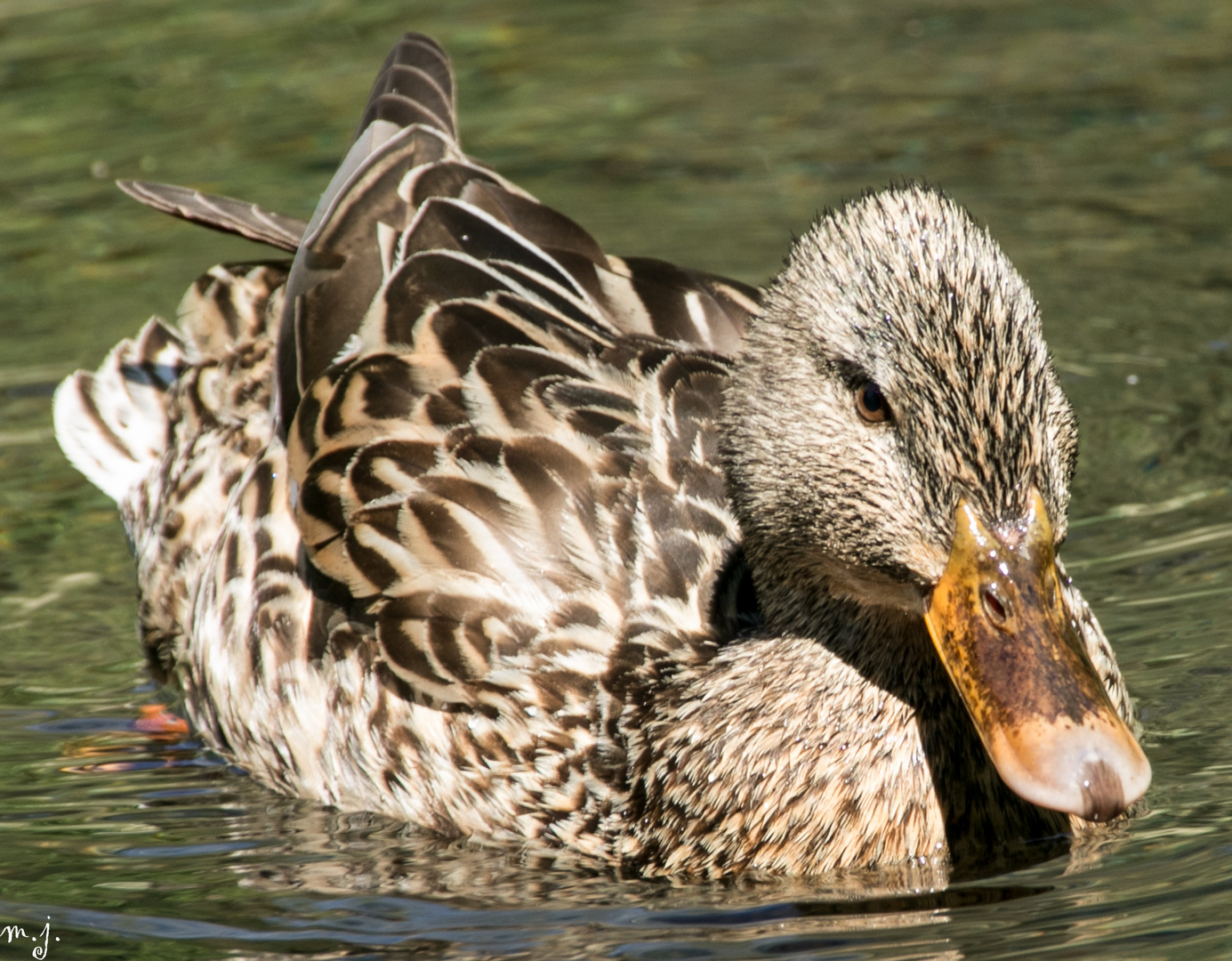 kleine Ente