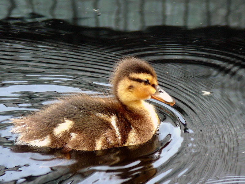 Kleine Ente