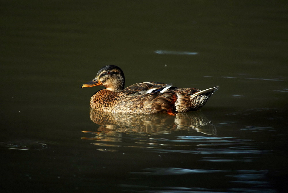 kleine Ente.