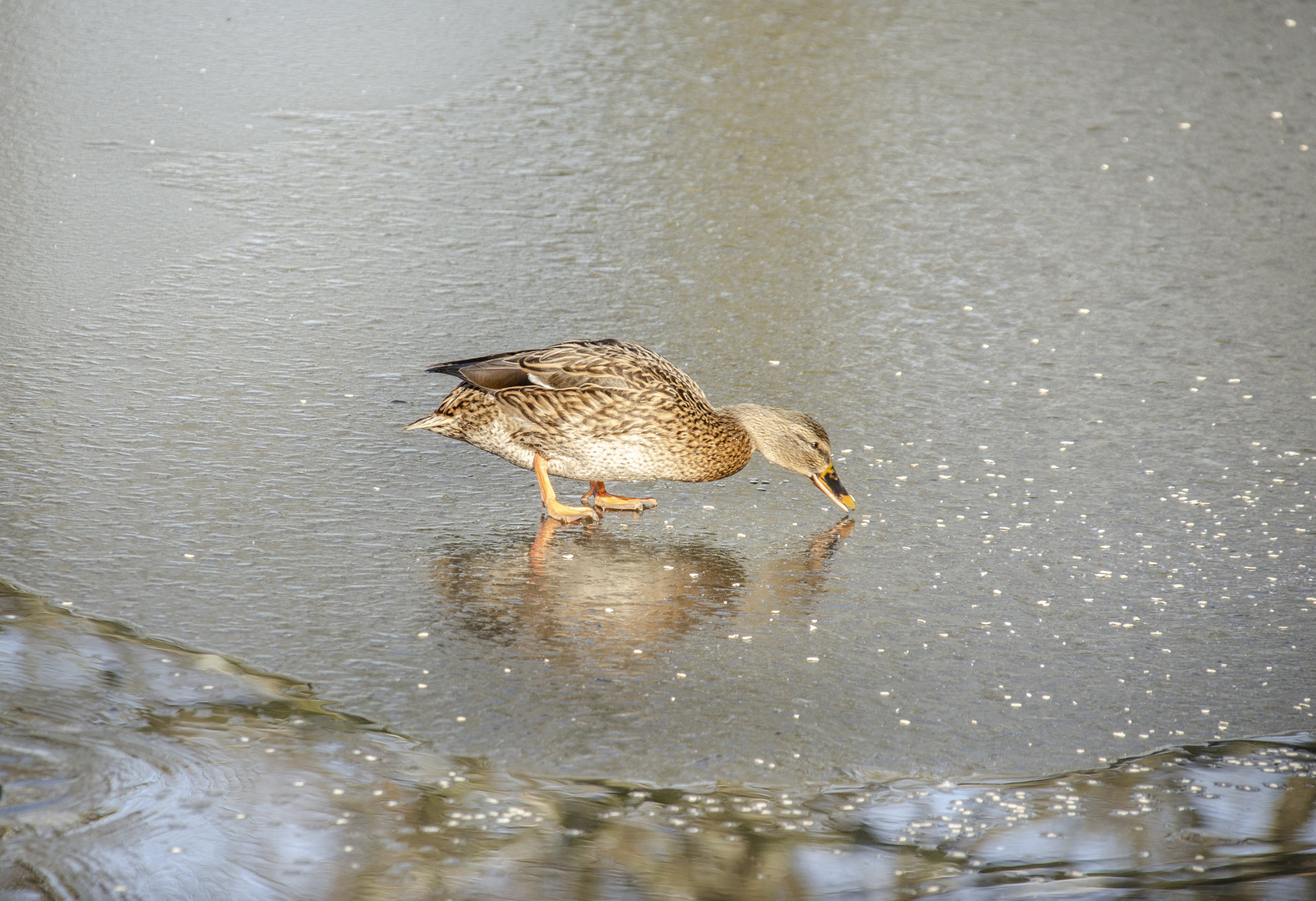 Kleine Ente auf dem Eis