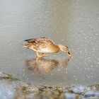 Kleine Ente auf dem Eis