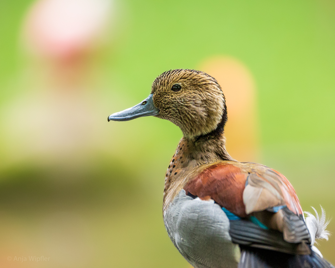 Kleine Ente aus dem Tierpark Cottbus