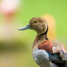 Kleine Ente aus dem Tierpark Cottbus