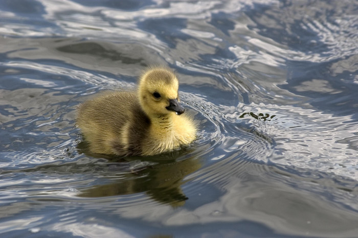 Kleine Ente