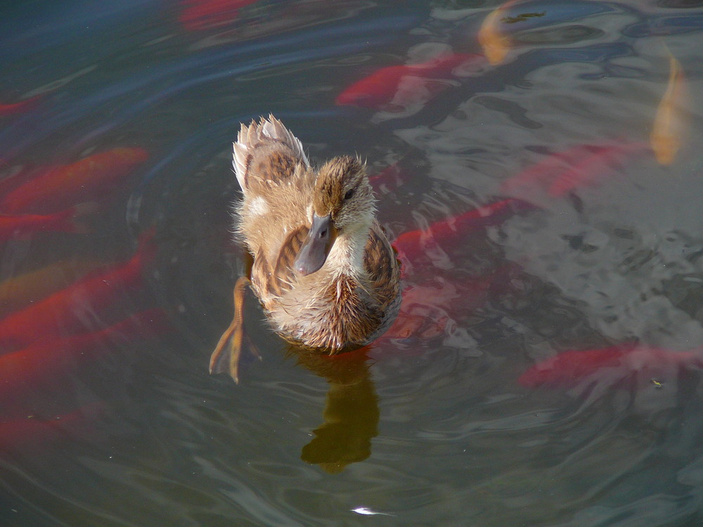 Kleine Ente