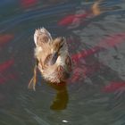 Kleine Ente