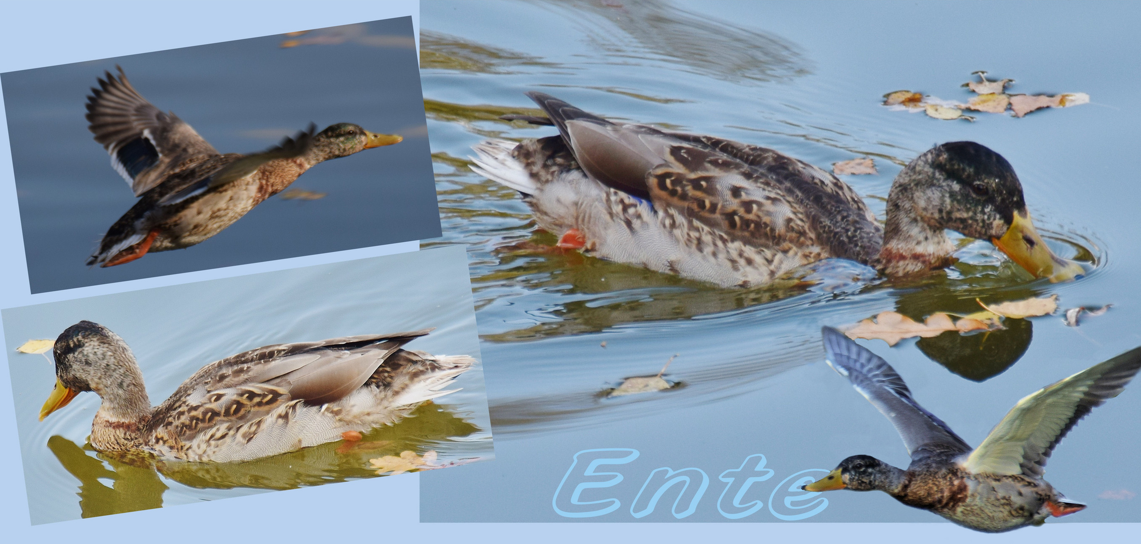 Kleine Ente .....