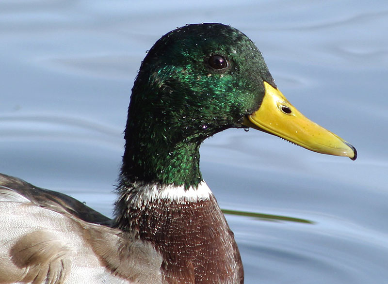 Kleine Ente