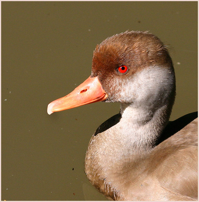 Kleine Ente ganz groß