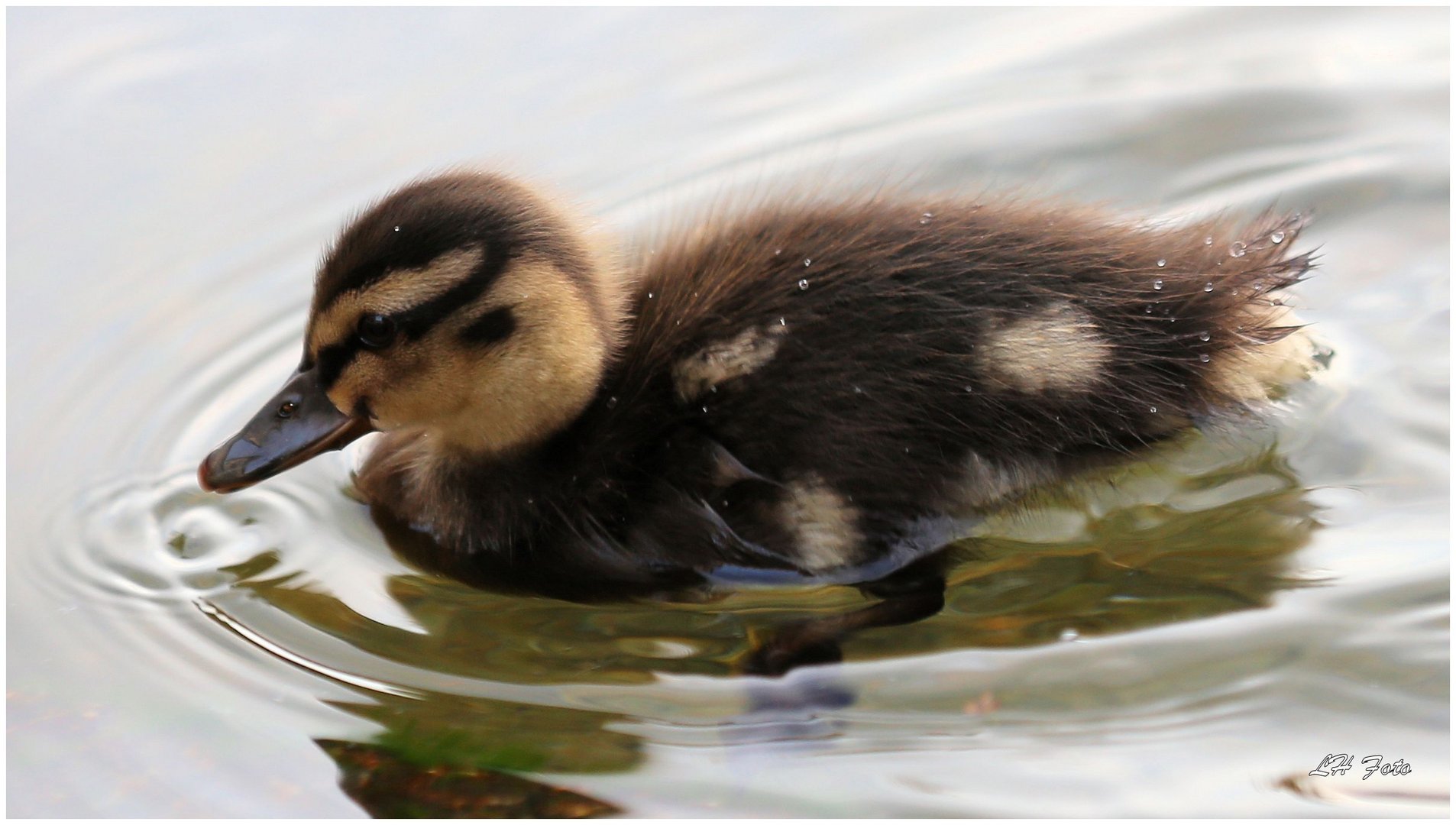 Kleine Ente ganz groß!