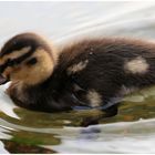 Kleine Ente ganz groß!