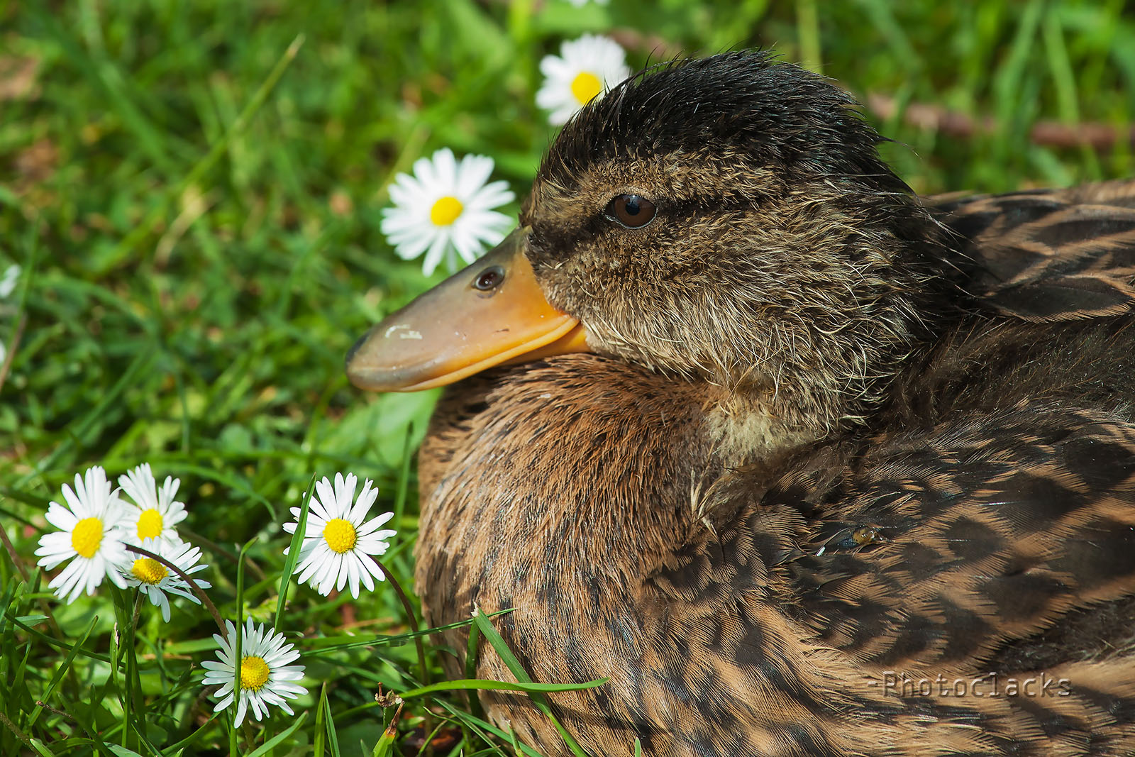 kleine Ente mit Gänseblumen