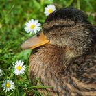 kleine Ente mit Gänseblumen