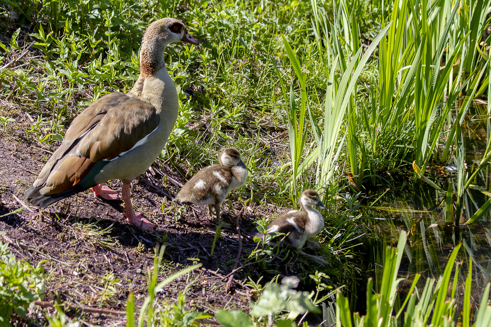 Kleine Entefamilie 