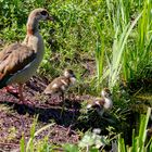 Kleine Entefamilie 