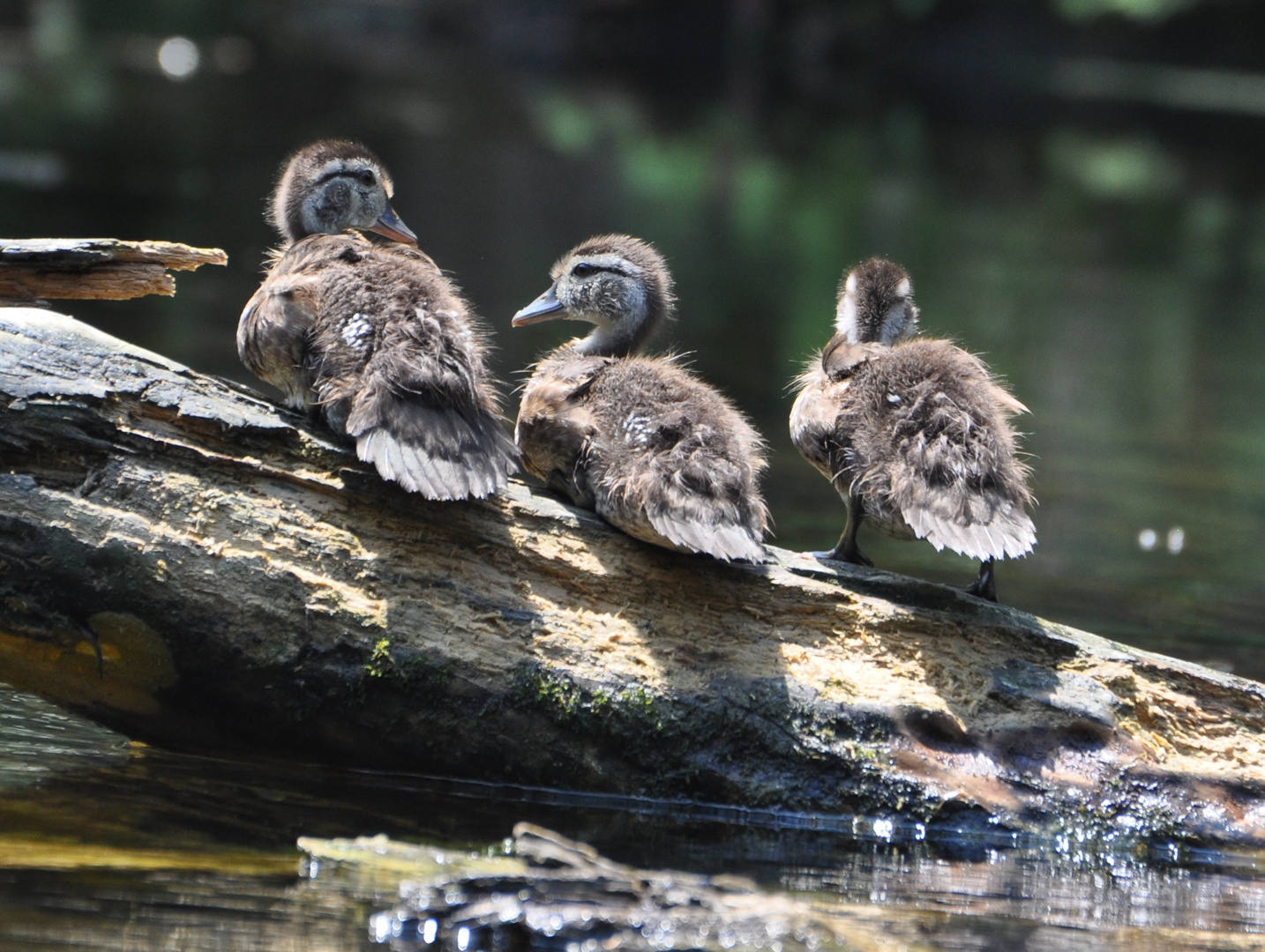 Kleine Enten