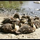 kleine Enten 4