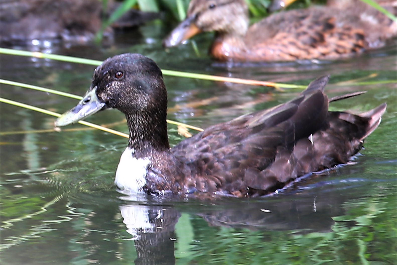 Kleine Enten