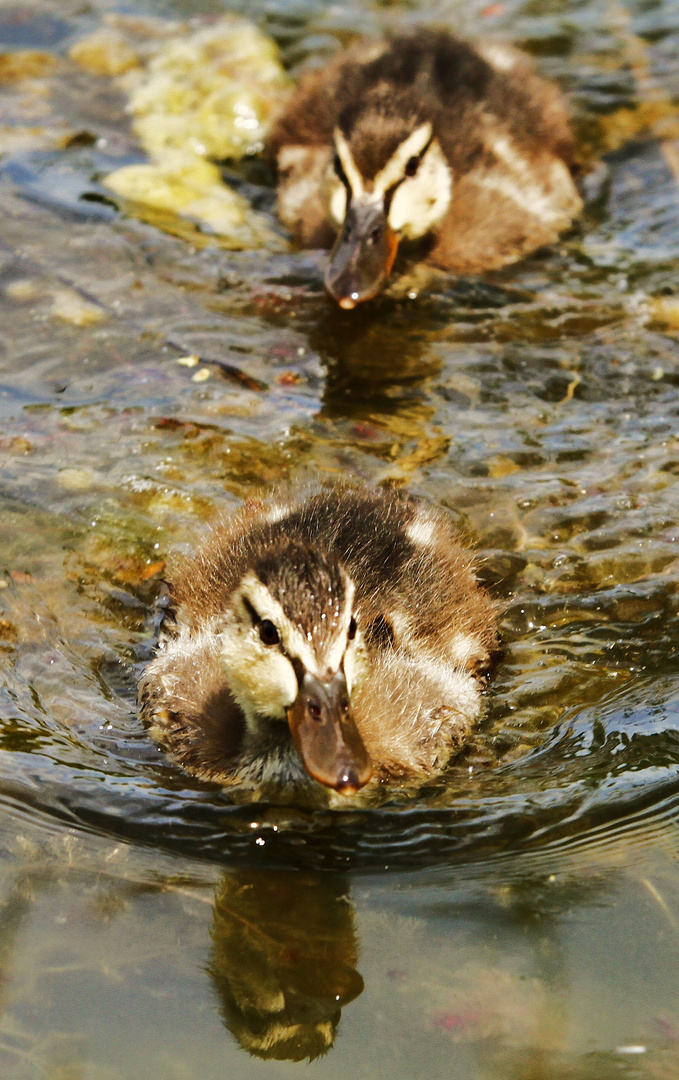 Kleine Enten