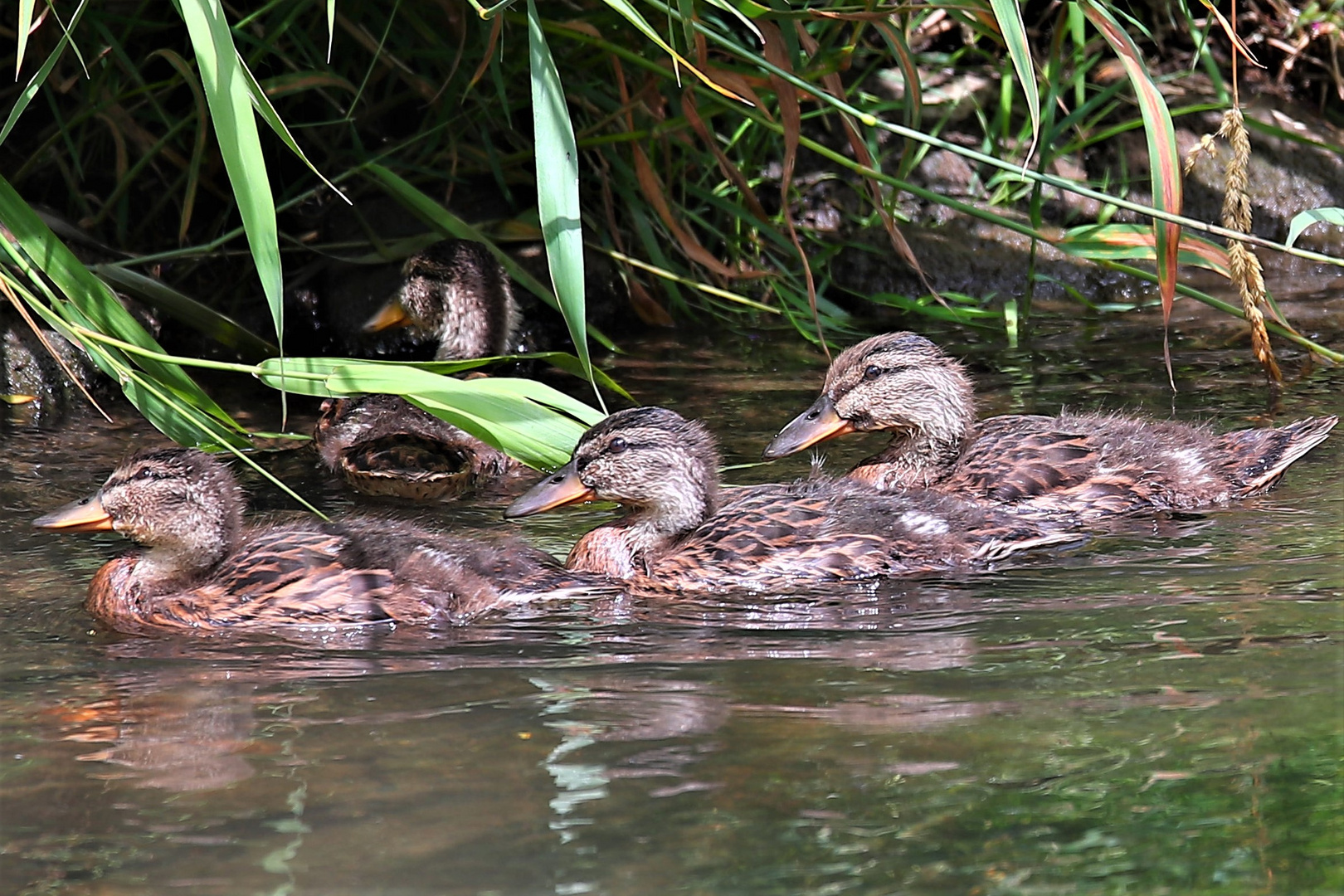 Kleine Enten