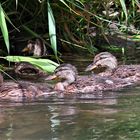 Kleine Enten