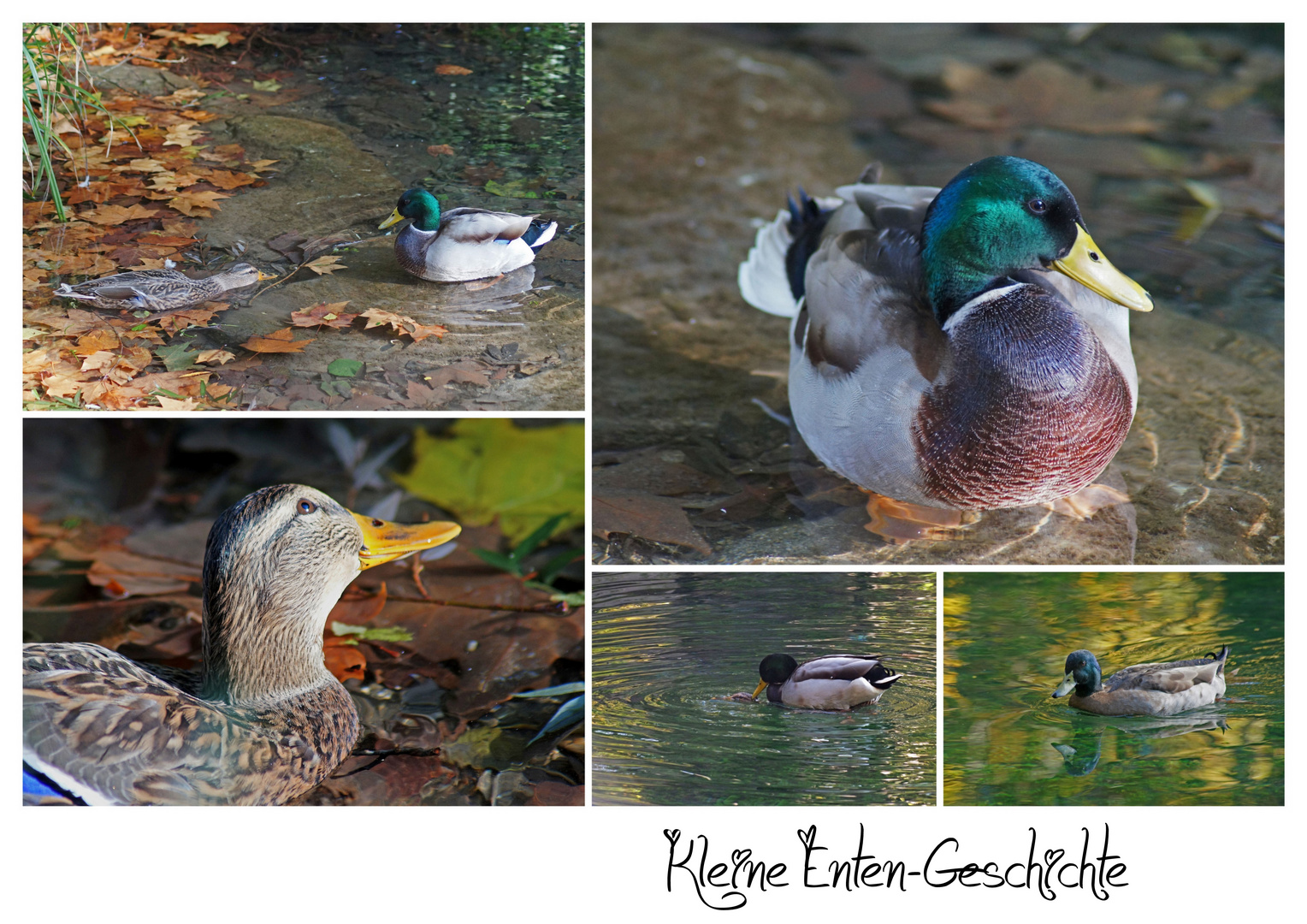 Kleine Enten-Geschichte