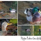 Kleine Enten-Geschichte