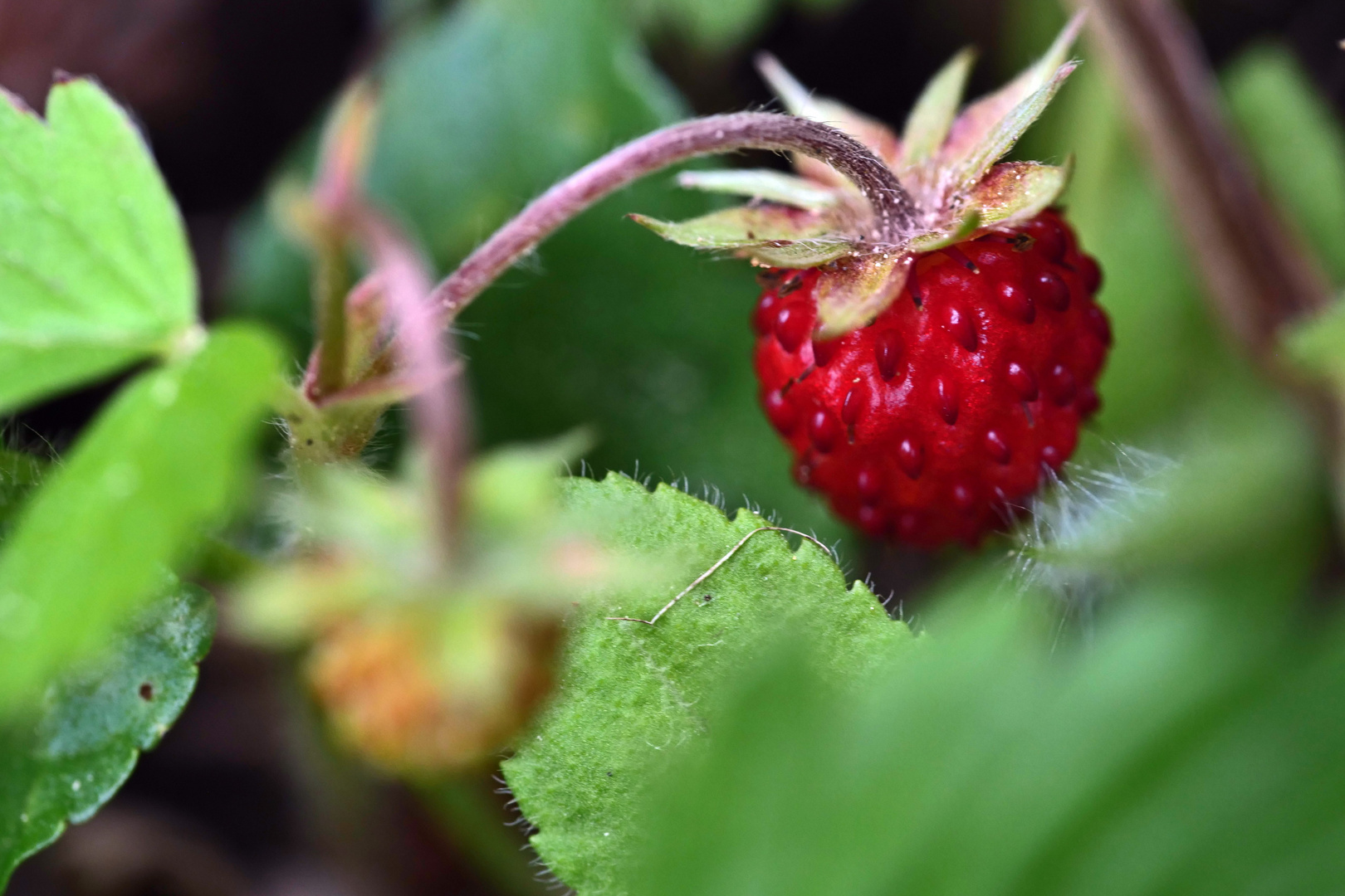 Kleine Erdbeere