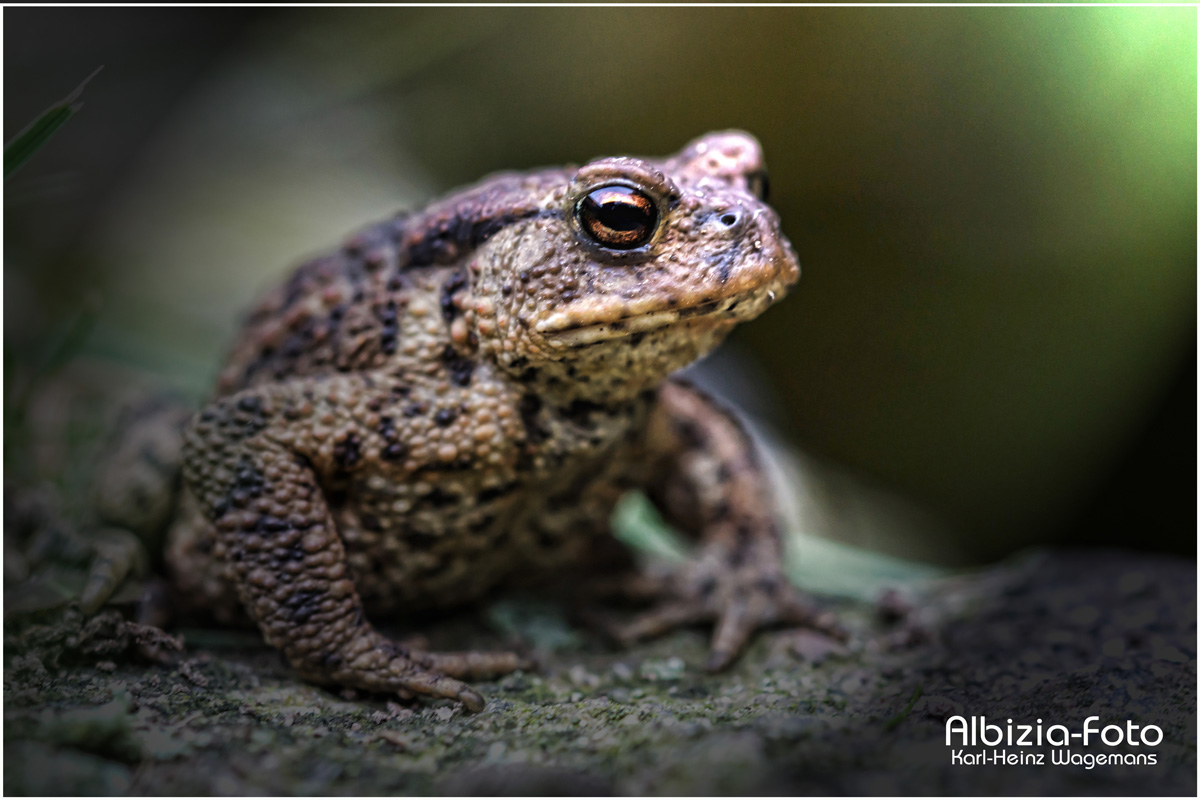 Kleine Erdkröte 2 (Bufo bufo-Komplex)