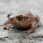 Kleine Erdkröte auf Wanderschaft