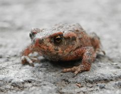 Kleine Erdkröte auf Wanderschaft