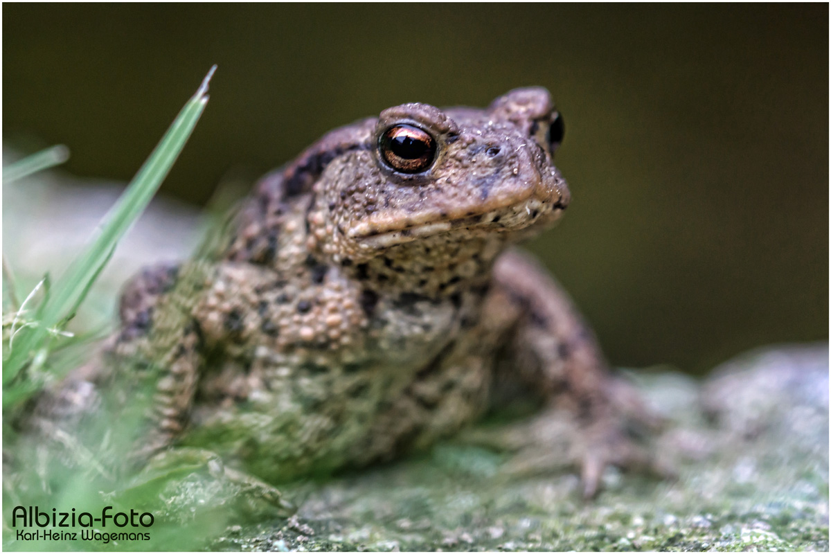 Kleine Erdkröte (Bufo bufo-Komplex)