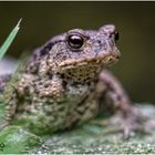 Kleine Erdkröte (Bufo bufo-Komplex)