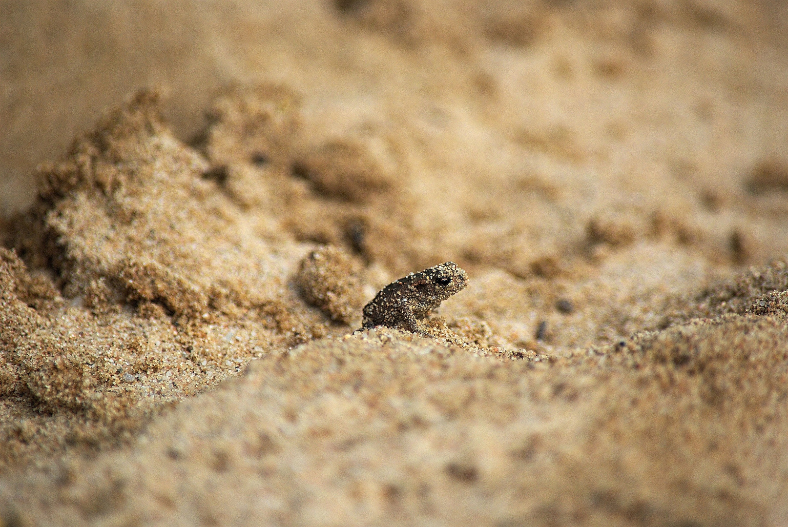 Kleine Erdkröte im Sand